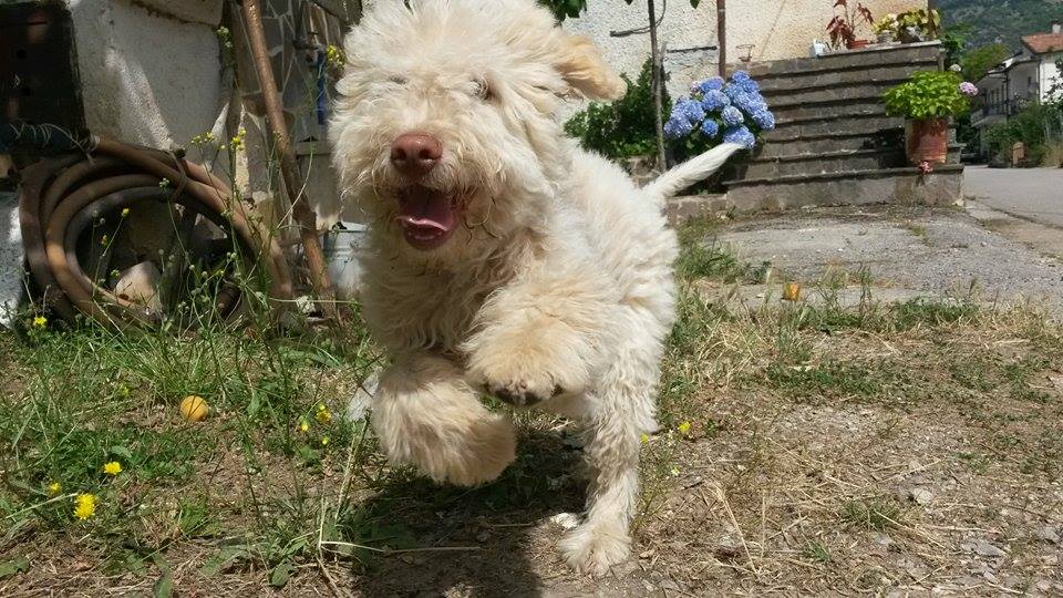 Lagotto Romagnolo - galleria fotografica