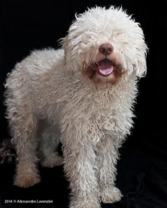 lagotto-da-tartufi-pelo-lungo-alex-montaggi