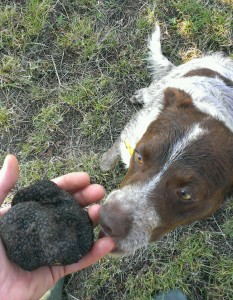 tartufo-scorzone-alessandro-zampino