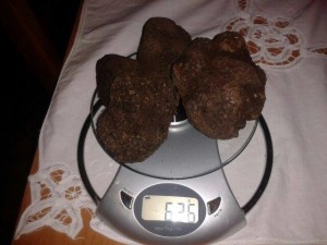 tartufo-scorzone-daniele-onofri