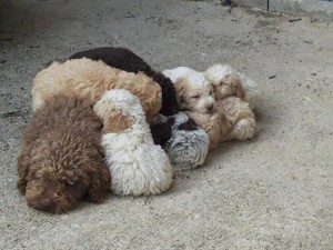 cuccioli-lagotto-romagnolo-da-tartufi-antonio-pagliaroli