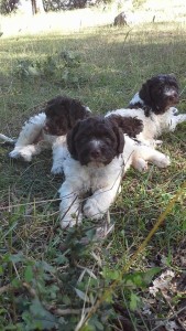 cuccioli-di-lagotto-romagnolo-da-tartufi-antonio-babino