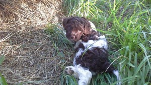 cuccioli-di-lagotto-romagnolo-da-tartufi-antonio-babino