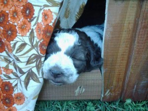 cucciolo-di-lagotto-daniele-giustini