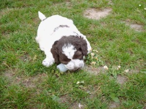 cucciolo-di-lagotto-romagnolo-daniele-giustini