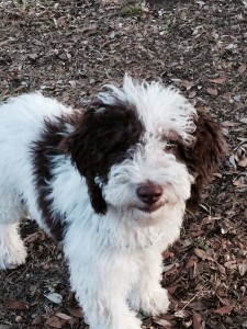 cucciolo-di-lagotto-romagnolo-enrico-pianura