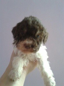 cucciolo-di-lagotto-romagnolo-federico-de-paoli