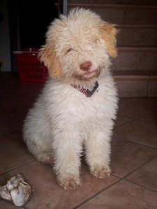 cucciolo-di-lagotto-romagnolo-da-tartufi