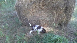 cucciolo-di-lagotto-romagnolo-da-tartufi-antonio-babino