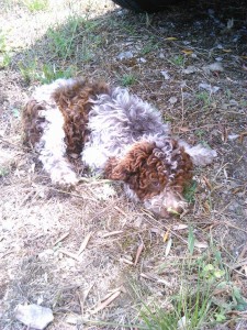 cucciolo-di-lagotto-romagnolo-da-tartufi-antonio-bencivenga