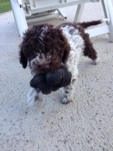 cucciolo-di-lagotto-romagnolo-lorenzo-frasca