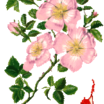 rosa-canina