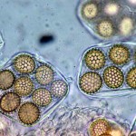 spore-tuber-aestivum