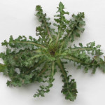 crespigno