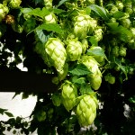 hops-2698297_1920