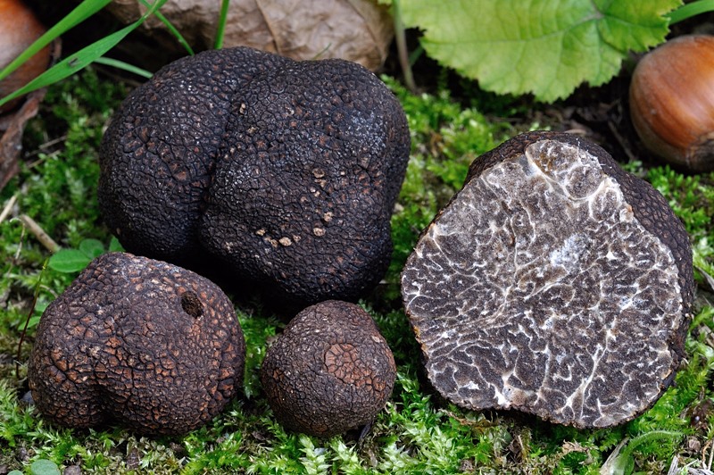 Tuber Macrosporum il tartufo dimenticato