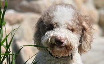 Bimba di 16 mesi azzannata da un Lagotto Romagnolo