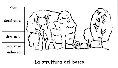 la struttura del bosco