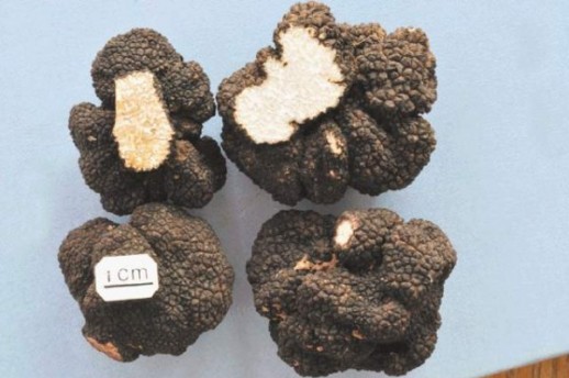 Tuber Donnagotto il tartufo nero di Rovigno