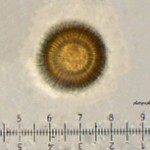 elaphomyces-cervinus-il-tartufo-dei-cervi2