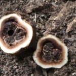 elaphomyces-cervinus-il-tartufo-dei-cervi5