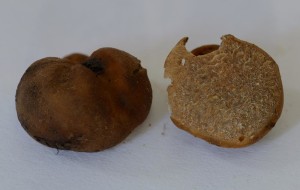 tuber-foetidum