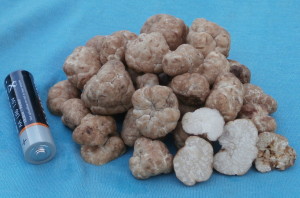 tuber-oligospermum