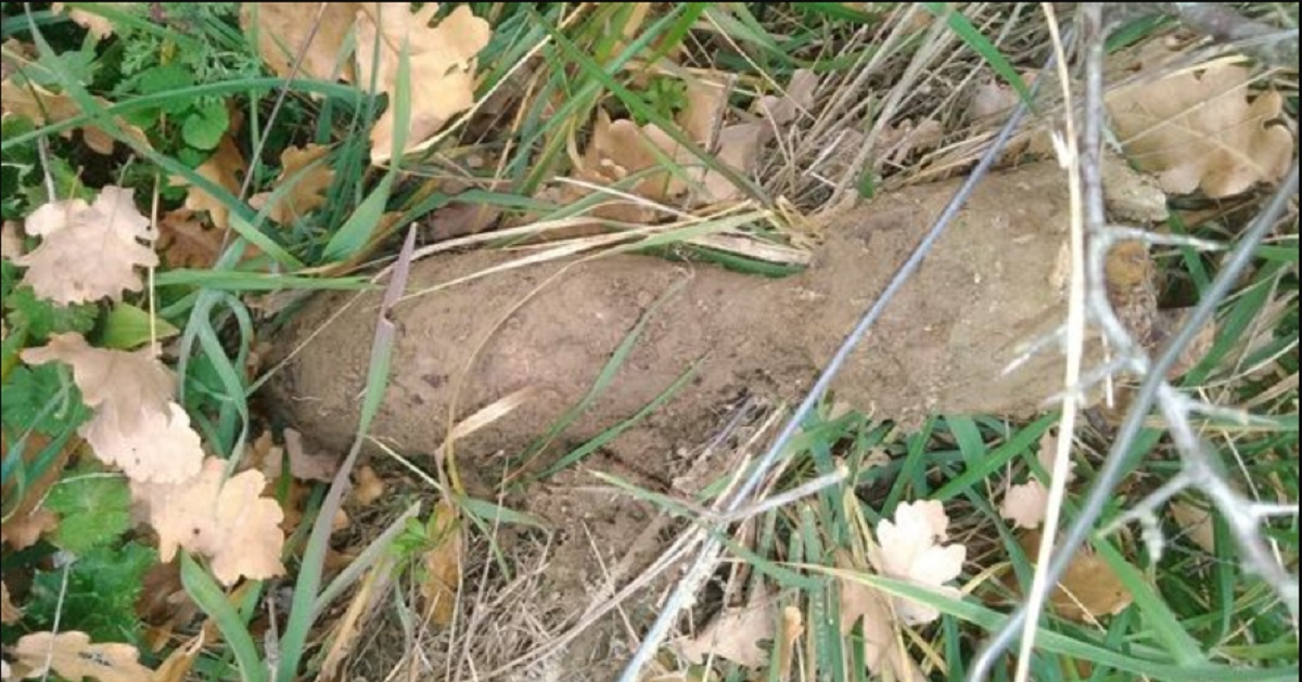 Com’è andata la cerca? Una BOMBA! Tartufaio trova un residuato bellico