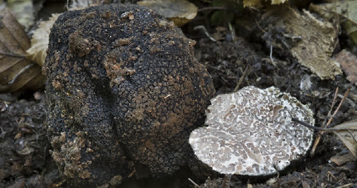 Tartufo Bellone: Uno scorzone travestito da fenico?