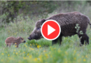 Video documentari sulla fauna selvatica