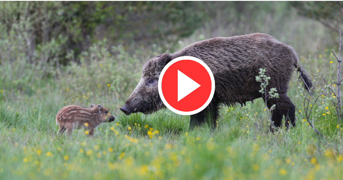 Video documentari sulla fauna selvatica