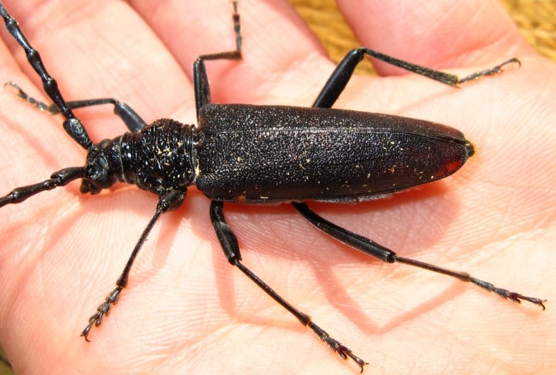 Cerambyx cerdo, l’insetto degli alberi simbionti