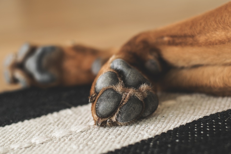 3 cani da tartufo avvelenati nel loro recinto