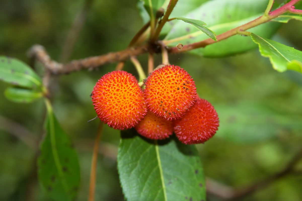 Arbutus unedo: Oh Corbezzoli! è una pianta simbionte