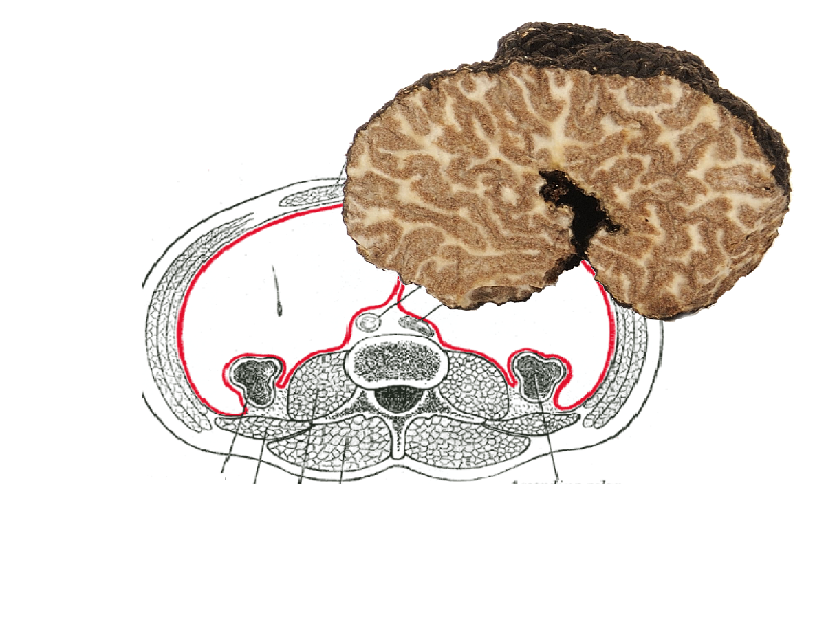 Perchè si chiama Tuber Mesentericum?