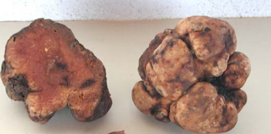 Choiromyces meandriformis: il sosia del tartufo bianco