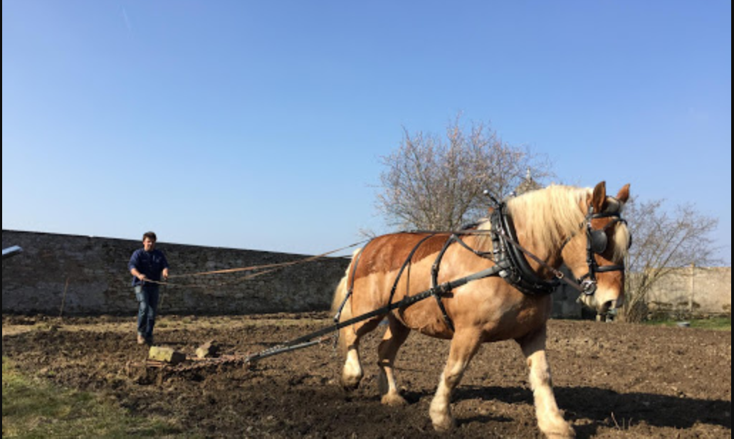 La trazione animale in tartuficoltura