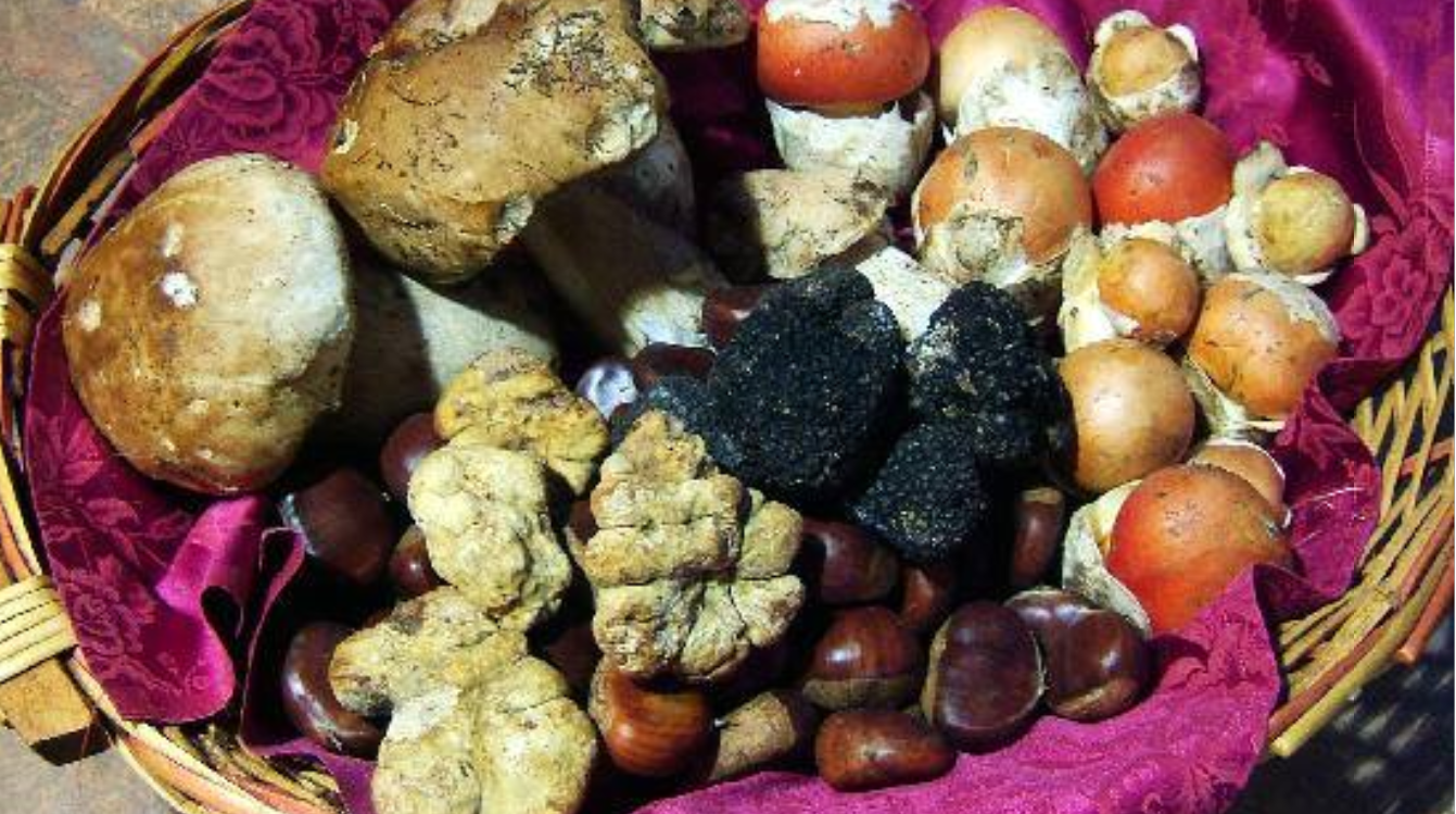 Micofobia: paura dei funghi
