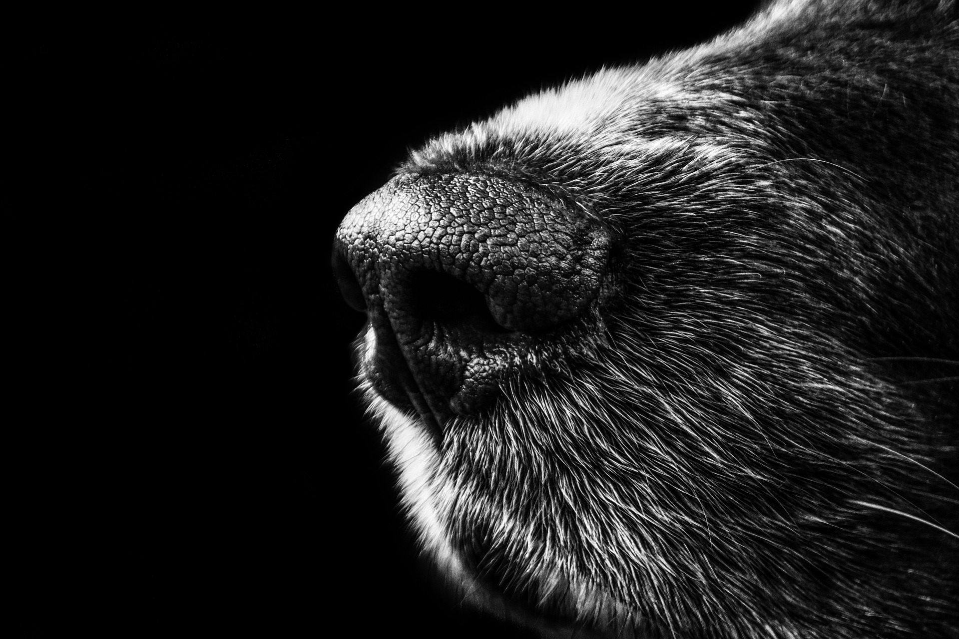 Come fotografare al meglio le nostre uscite a tartufi