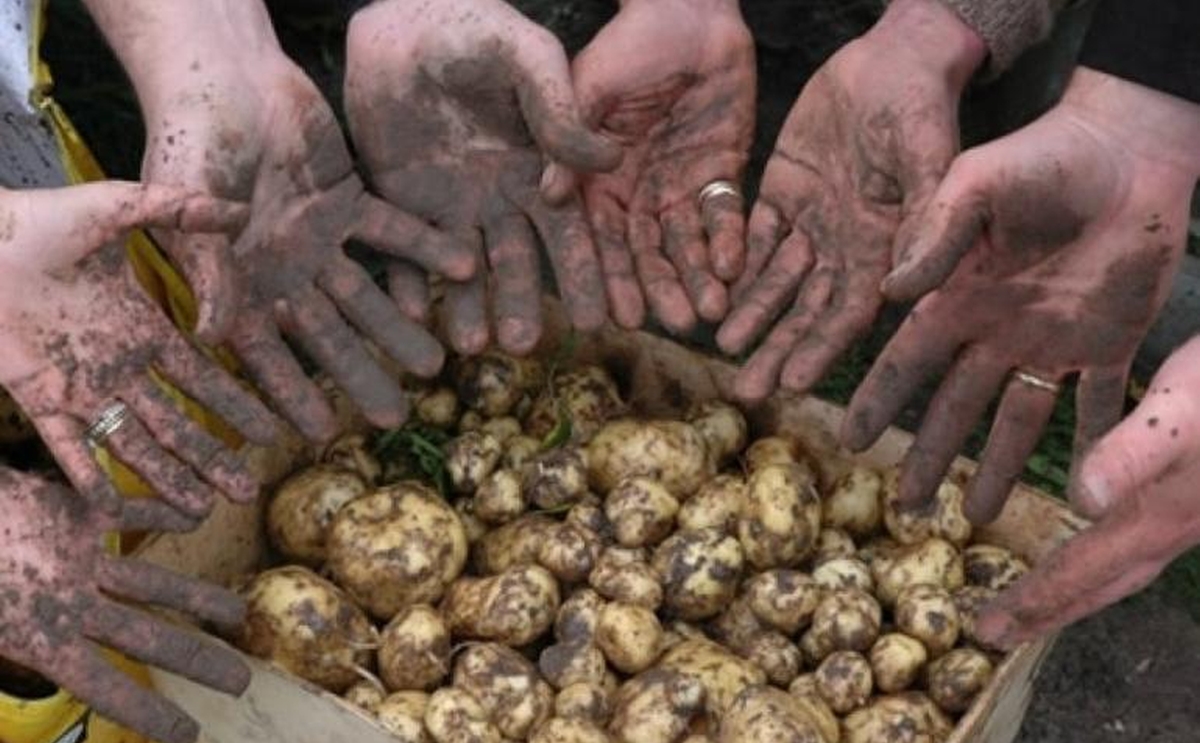 La Bonnotte : la patata che vale quanto i tartufi