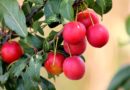 Mirabolano : L’antico frutto delle Scorzonaie
