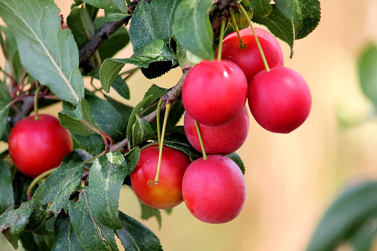 Mirabolano : L’antico frutto delle Scorzonaie