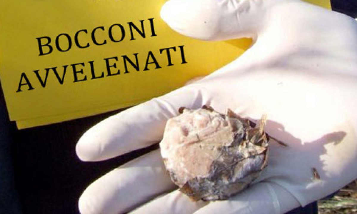 Lazio: avvelenati 3 cani da tartufo