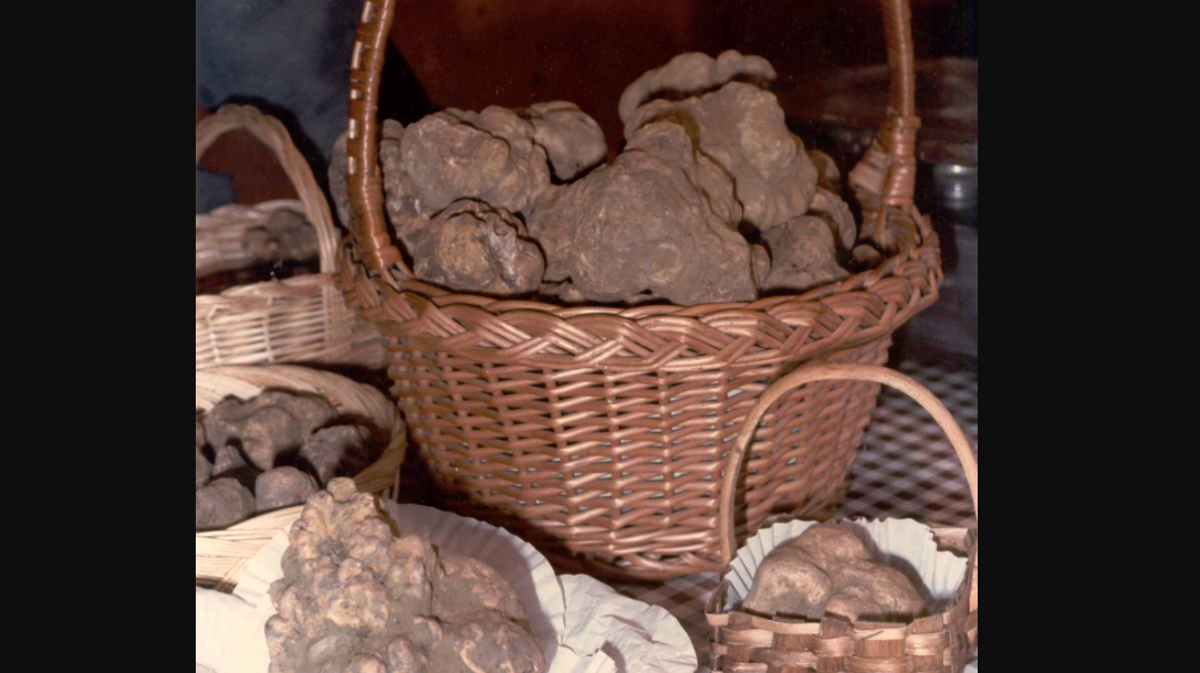 Salice Viminale, quando Tartuficoltura e Cesteria si intrecciano