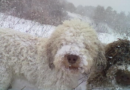 Il cane da tartufi in cerca nella  neve