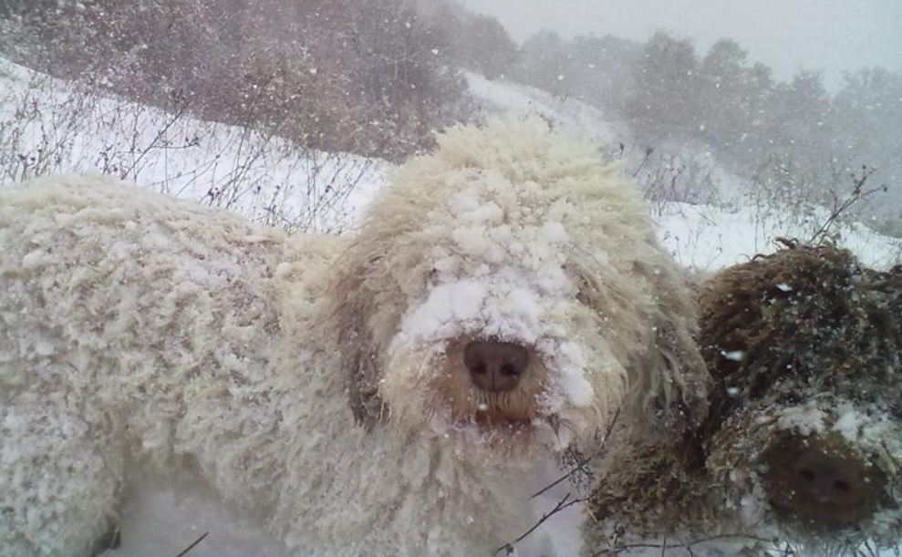 Il cane da tartufi in cerca nella neve