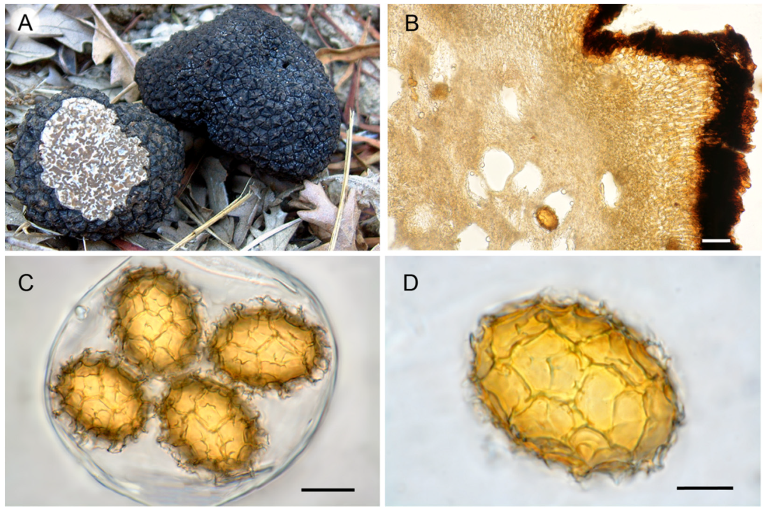 Scoperta una nuova specie di tartufo, il Tuber Suave