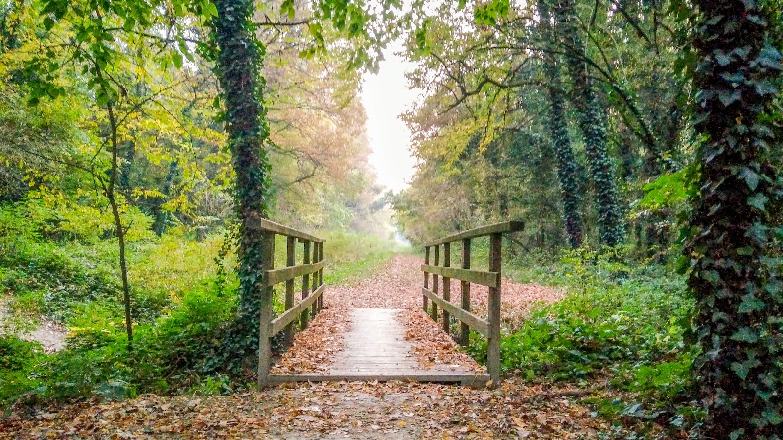 Un uscita a tartufi nel Bosco della Panfilia