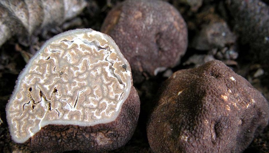 Tuber Rufum: il tartufo “pelle” rossa