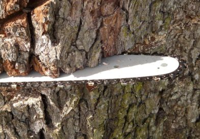 Piemonte – Urge un regolamento sugli abbattimenti per tutelare gli alberi simbionti